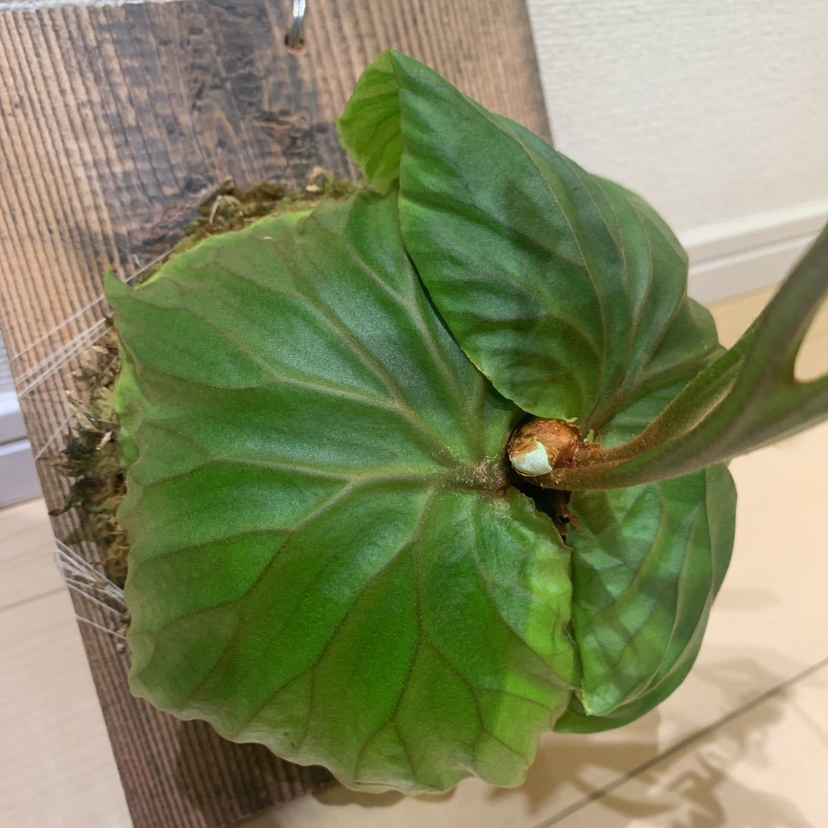 板付ビカクシダ(リドレイ) 板付ビカクシダ(リドレイ)