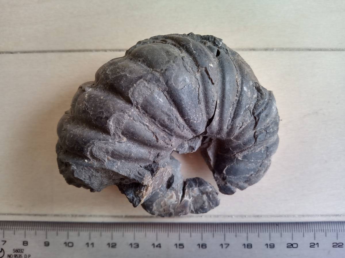 アナゴードリセラス・エニグマ(北海道産アンモナイト) - 科学、自然