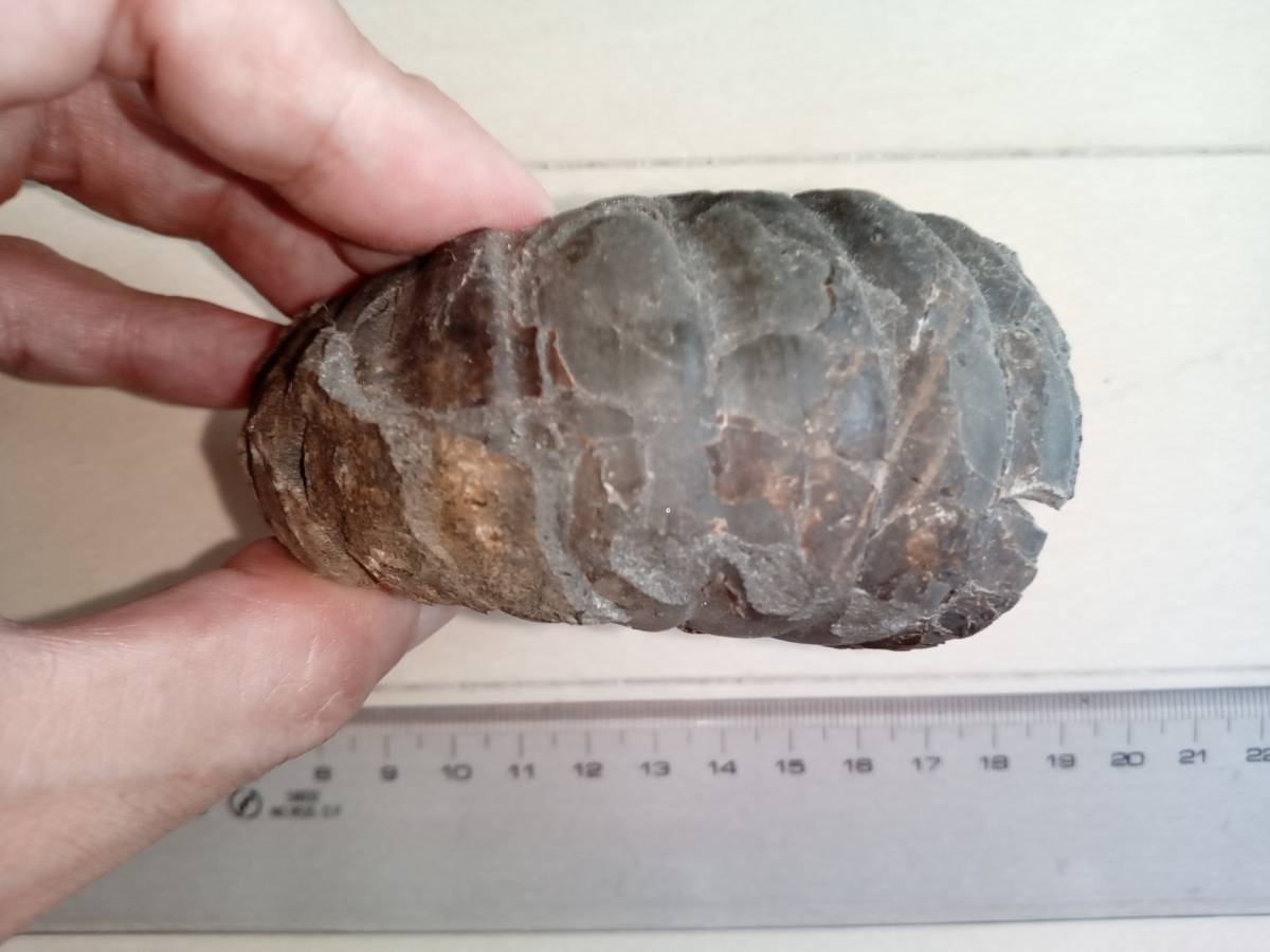 アナゴードリセラス・エニグマ(北海道産アンモナイト) - 科学、自然