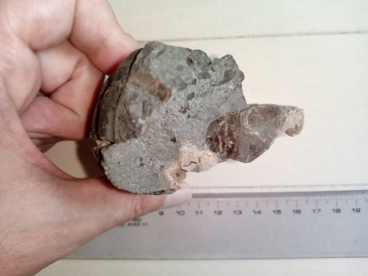 アナゴードリセラス・エニグマ(北海道産アンモナイト) - 科学、自然