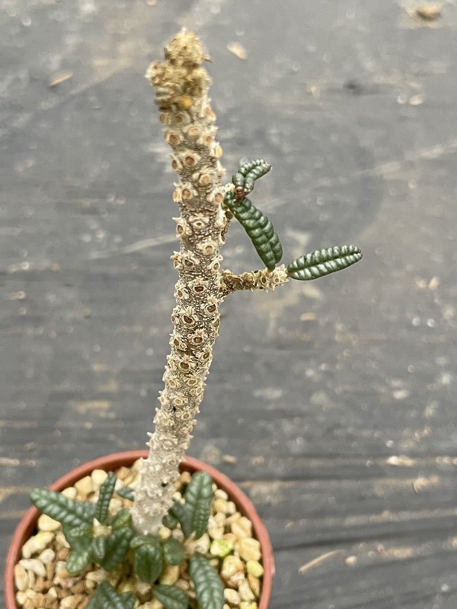 ドルステニア ギガス ブラータ 挿木苗 希少種 dorstenia gigas f ドルステニア ギガス ブラータ 挿木苗 希少種 dorstenia gigas f