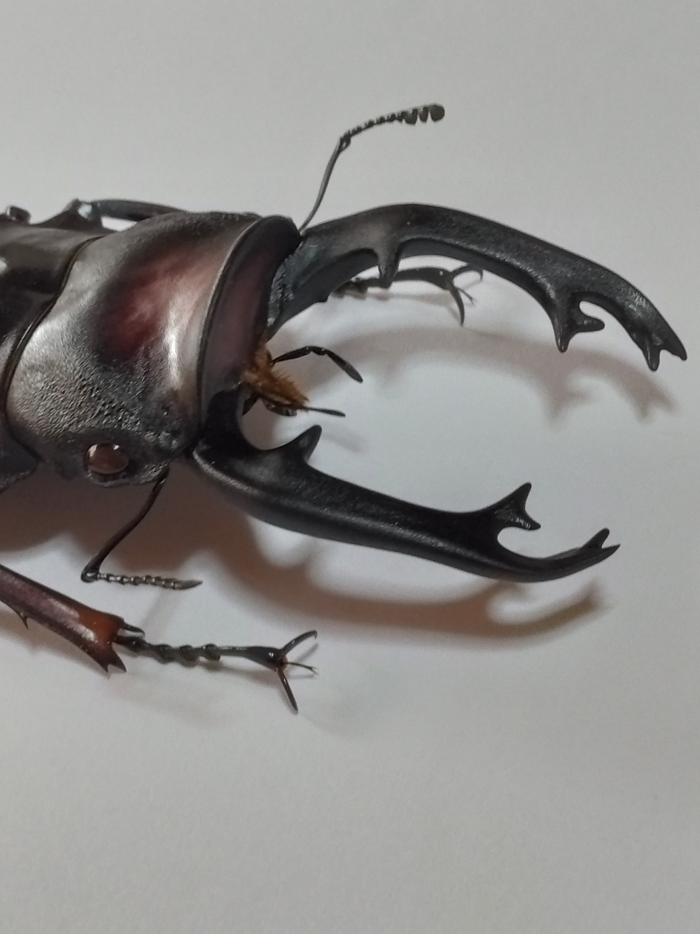 送料無料/新品】 フェモラリスツヤクワガタ♂野外標本 - poumonquebec.ca
