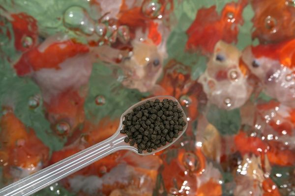 1kg 2mm エサ 高脂肪 高蛋白 養殖用 金魚 ダルマ 琉金 玉サバ 餌 魚粉60 上級グレード エサ 売買されたオークション情報 Yahooの商品情報をアーカイブ公開 オークファン Aucfan Com