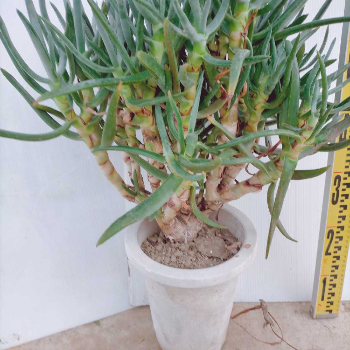 アロエ ラモシシマ 7号 大型大株 希少品種レア 多肉植物 ラモシッシマ