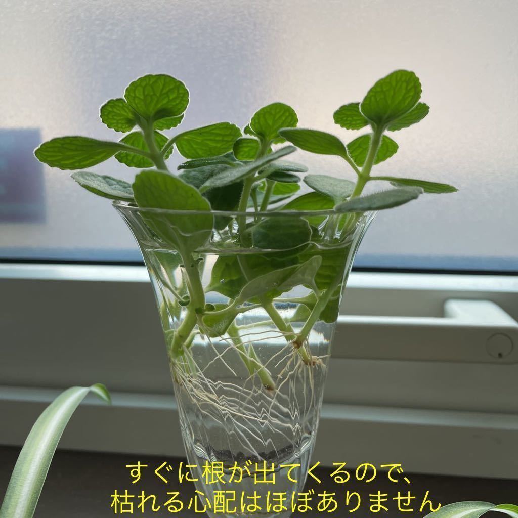 カット苗 10本 アロマティカス 多肉植物 ミントの香り ゴキブリ対策に 訳あり 初心者に 観葉植物 売買されたオークション情報 Yahooの商品情報をアーカイブ公開 オークファン Aucfan Com カット苗 10本 アロマティカス 多肉植物 ミントの香り ゴキブリ対策に 訳あり 初心者に 観葉植物 売買されたオークション情報 Yahooの商品情報をアーカイブ公開 オークファン Aucfan Com