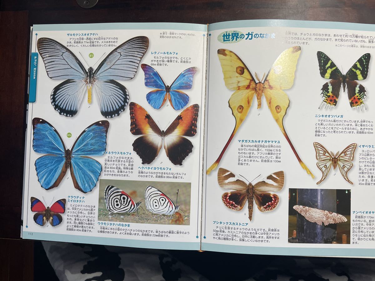 .. company move illustrated reference book MOVE Move insect 