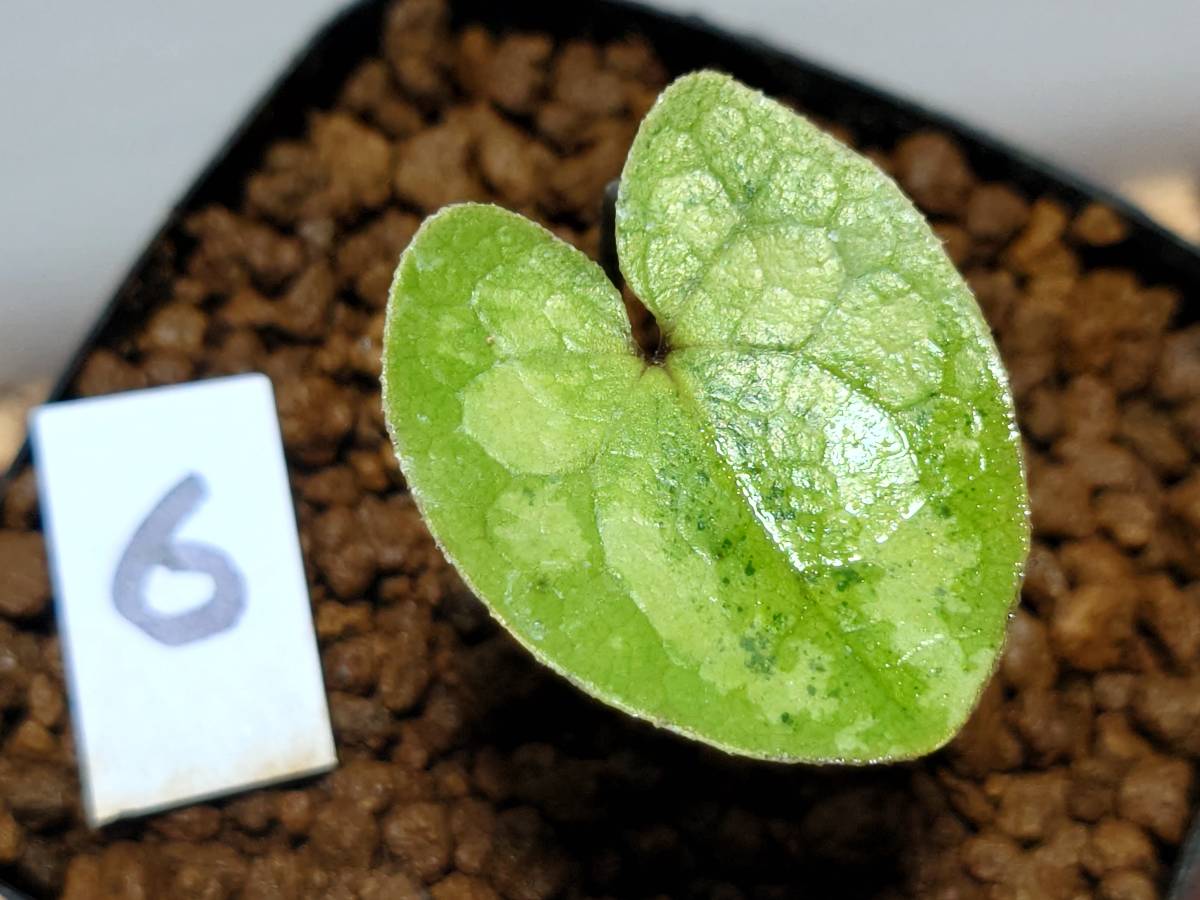 保障できる】 斑入り 山野草 カンアオイ タマノカンアオイ 多摩一号