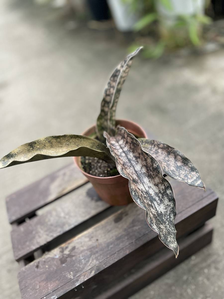 サンスベリア・' キルキー プルクラ コパトーン ' ★ SANSEVIERIA ' KIRKII var. PULCHRA COPPERTONE ' ★ 99円スタート_画像1