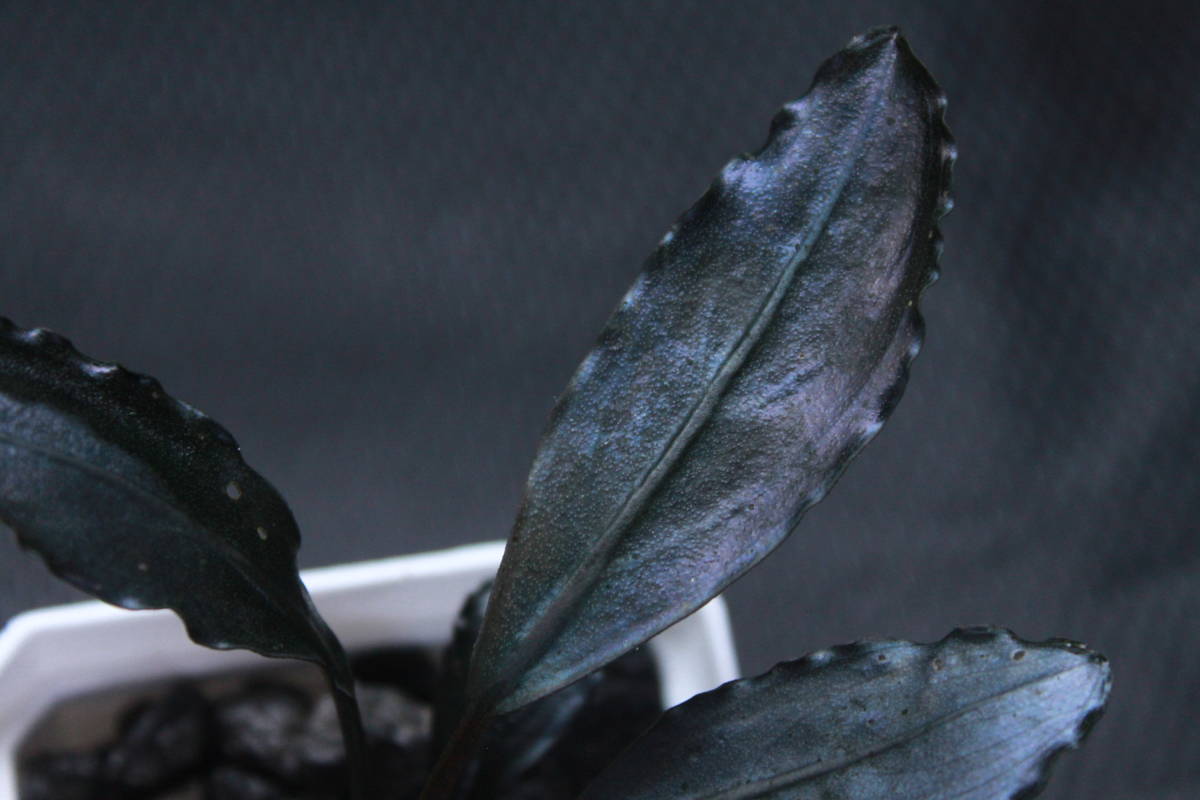 Bucephalandra sp. Bucephalandra sp.