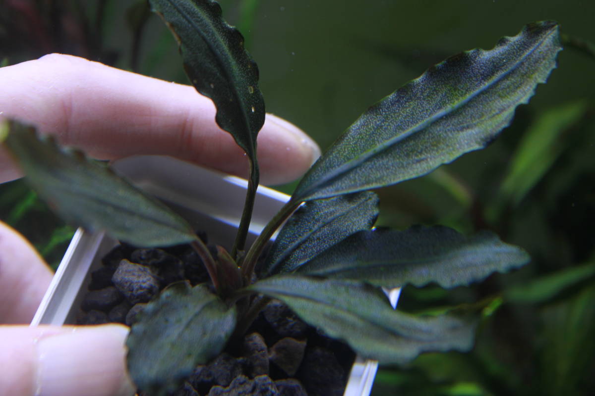 Bucephalandra sp. Bucephalandra sp.
