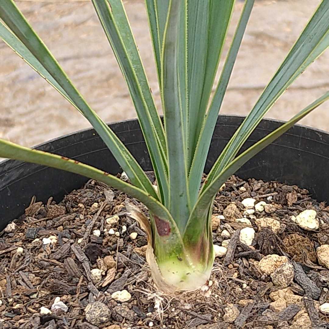 10* here s cocos nucifera * yucca Lost la-ta* dracaena ( odour shu Rolland )3 pot set * Nankoku garden tree potted plant 