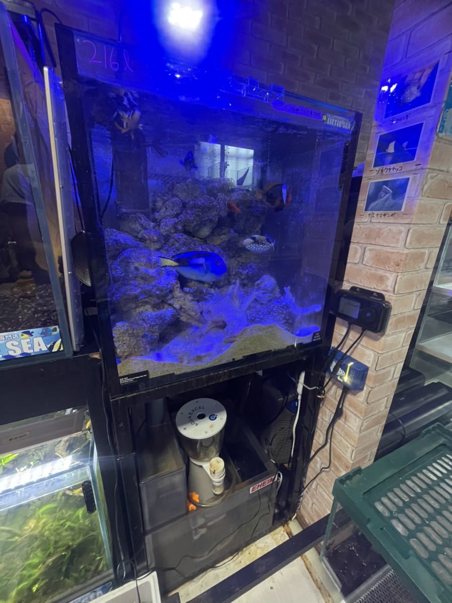 上品 Red 熱い販売 Sea オーバーフロー水槽セット 60×60