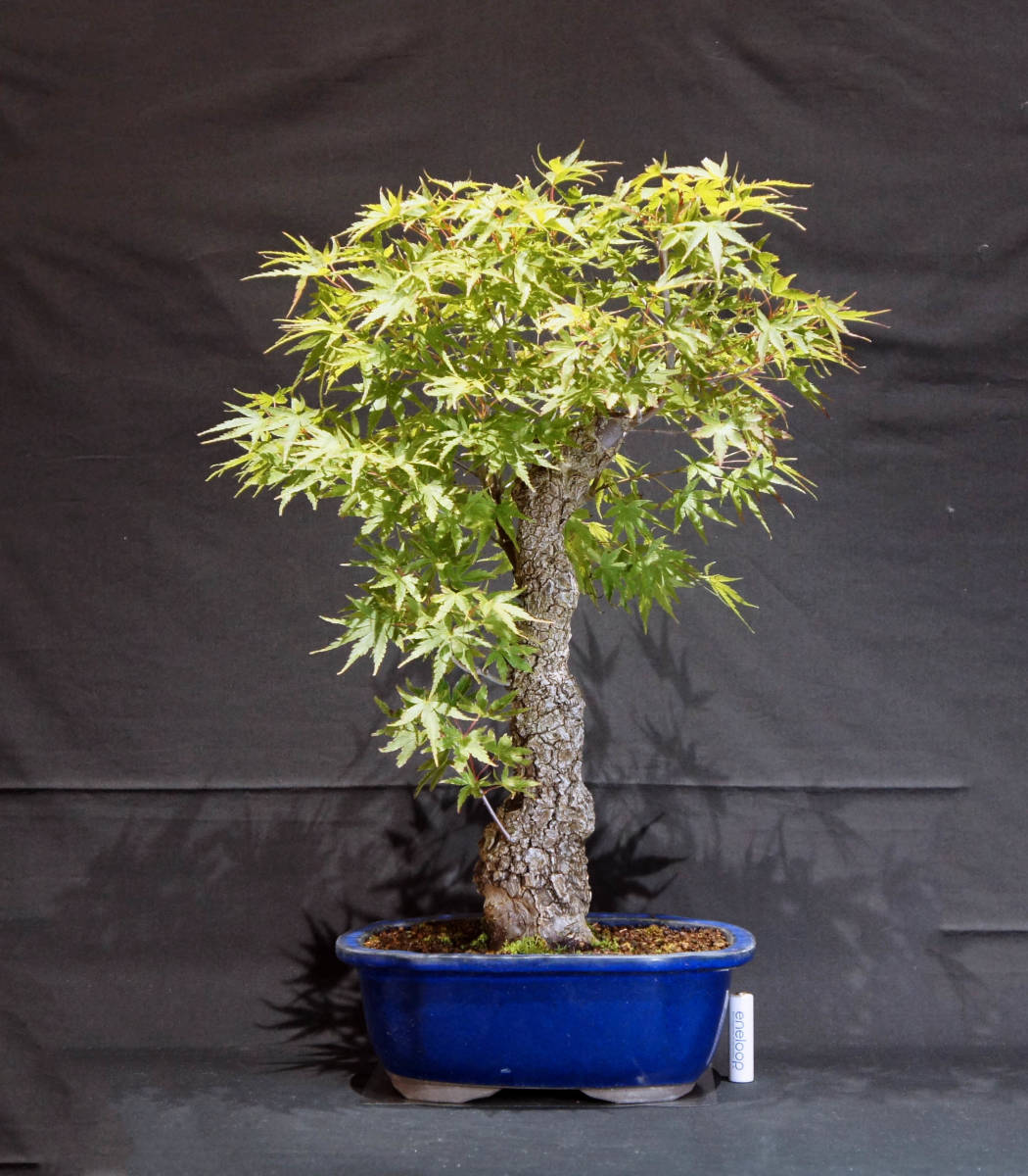 もみじ 荒皮もみじ (アラカワモミジ / モミジ) 盆栽 奥行33cm もみじ 荒皮もみじ (アラカワモミジ / モミジ) 盆栽 奥行33cm