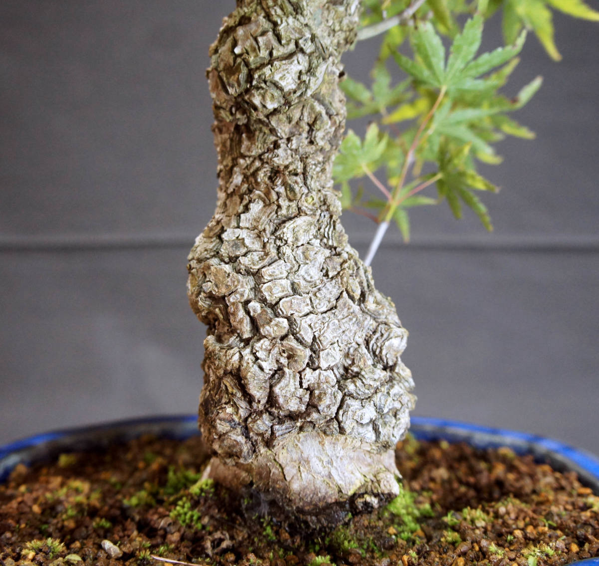 もみじ 荒皮もみじ (アラカワモミジ / モミジ) 盆栽 奥行33cm もみじ 荒皮もみじ (アラカワモミジ / モミジ) 盆栽 奥行33cm
