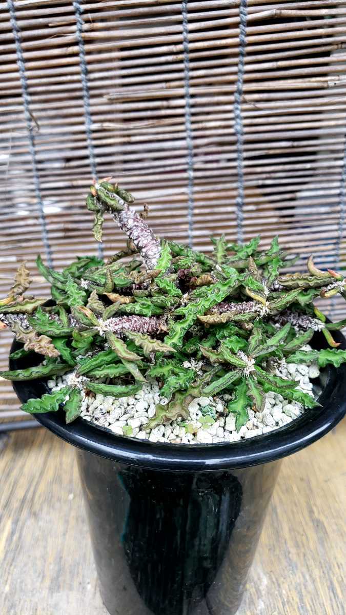 多肉植物 コーデックス Euphorbia decaryiユーフォルビア　デカリー