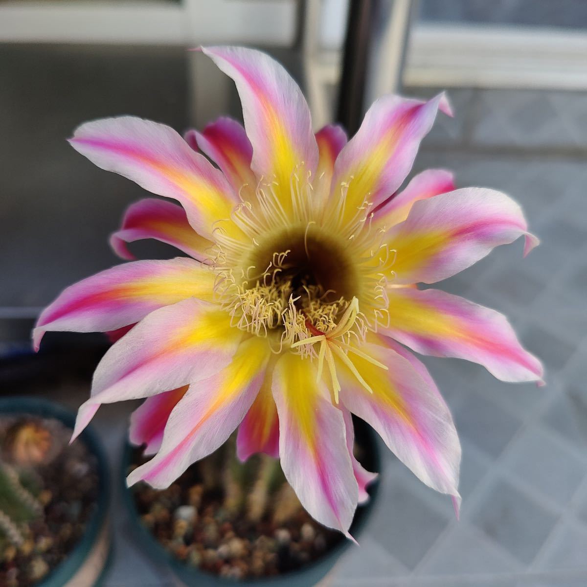 多肉植物 花サボテン ゴーストリリー 多肉植物 花サボテン ゴーストリリー
