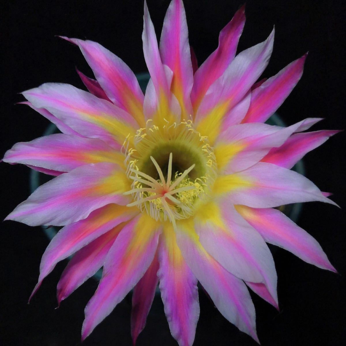 多肉植物 花サボテン ゴーストリリー 多肉植物 花サボテン ゴーストリリー
