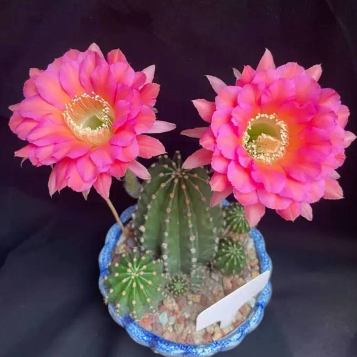 Yahoo!オークション - 多肉植物 花サボテン ローズマルチカラー Yahoo!オークション - 多肉植物 花サボテン ローズマルチカラー