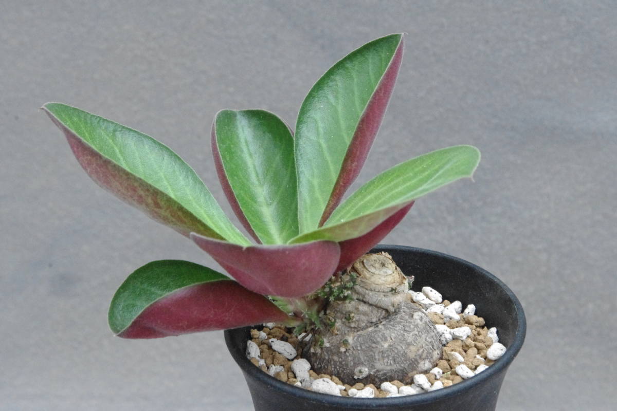 モナデニウム　スぺクタビレ　Monadenium spectabile_画像1