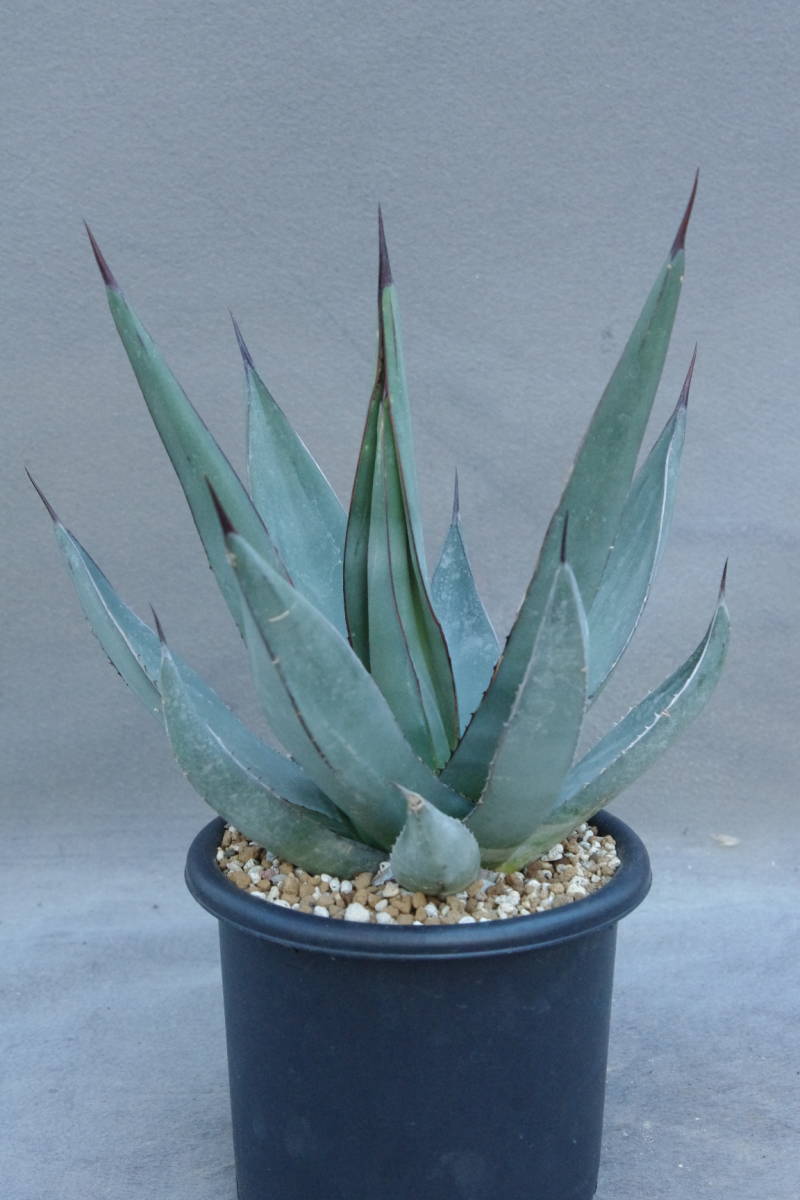 1円~ アガベ ニグラ 'シャークスキン' Agave nigra 'Sharkskin' 大株