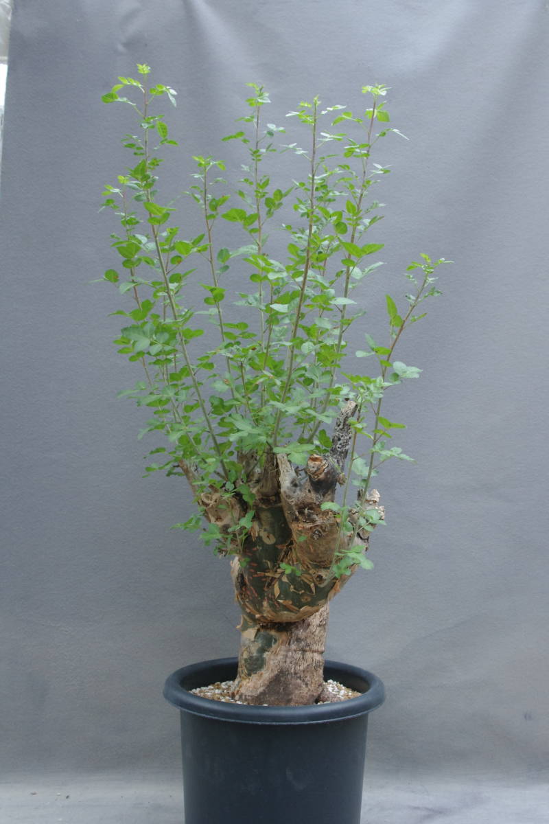 Yahoo!オークション - 1円～ ブルセラ ファガロイデス Bursera fagaro