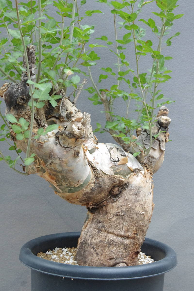 Yahoo!オークション - 1円～ ブルセラ ファガロイデス Bursera fagaro