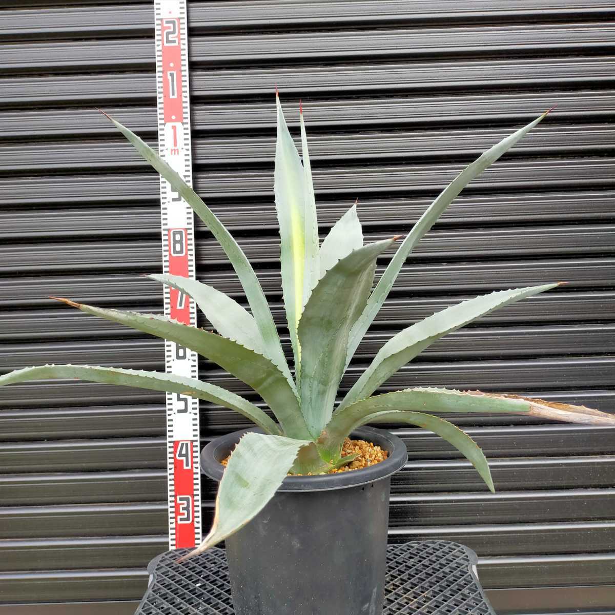リアルサープラス! Agave アメリカーナ americanaアガベアメリカーナ