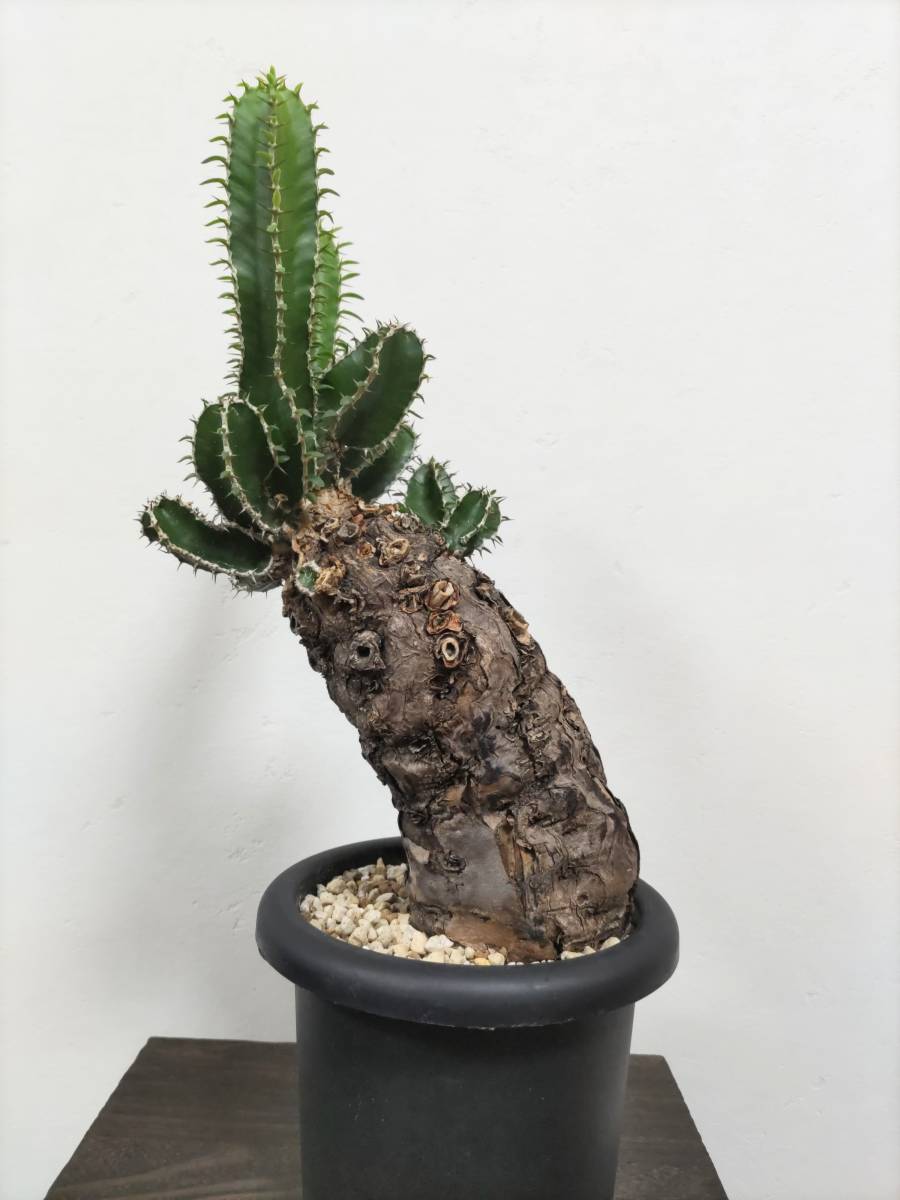 ユーフォルビア ムランジーナ 発根済 大株 Euphorbia mlanjeana