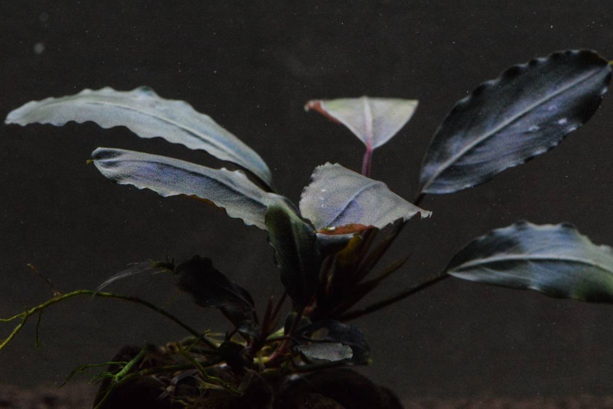 Yahoo!オークション - 【KN便】Bucephalandra sp. Super Blue Yahoo!オークション - 【KN便】Bucephalandra sp. Super Blue