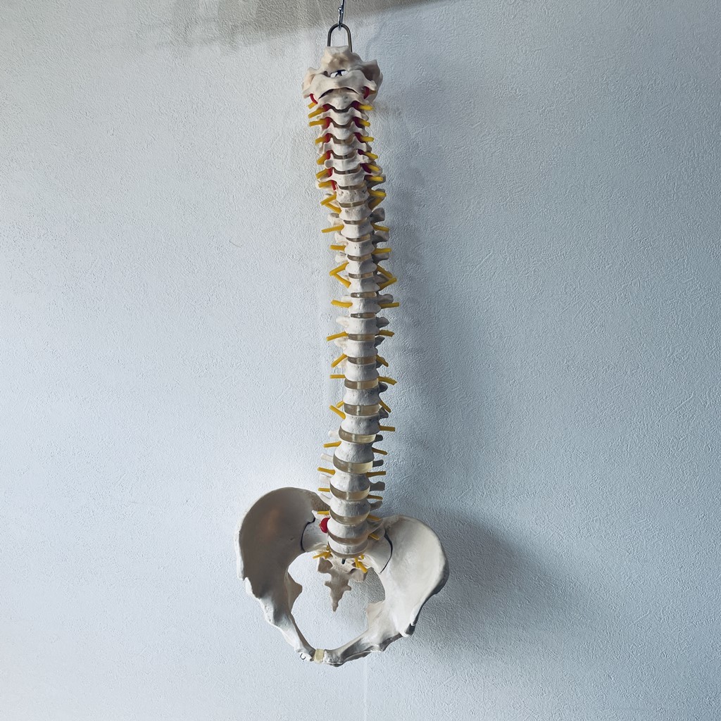 背骨 脊柱 骨格標本 模型 骨盤 大腿骨 整体 医療 X117