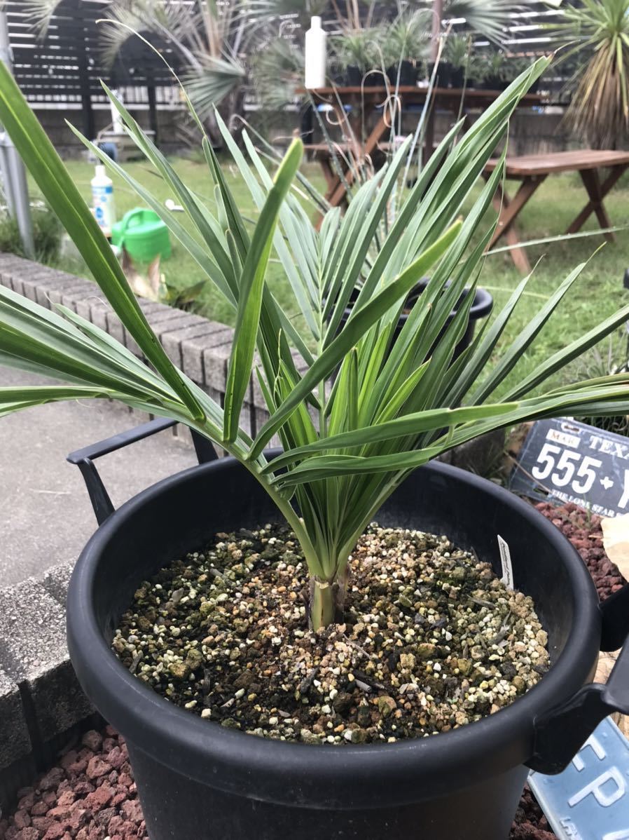 アフリカチリヤシ（Jubaeopsis caffra）Pondoland Palm（ポンドランドパーム）