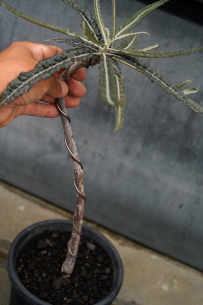 ◎超特大コレクション Boswellia elongata ボスウェリア・エロンガータ 長期栽培株 秘境 ソコトラ島 葉性抜群 コーデックス 塊根植物 5