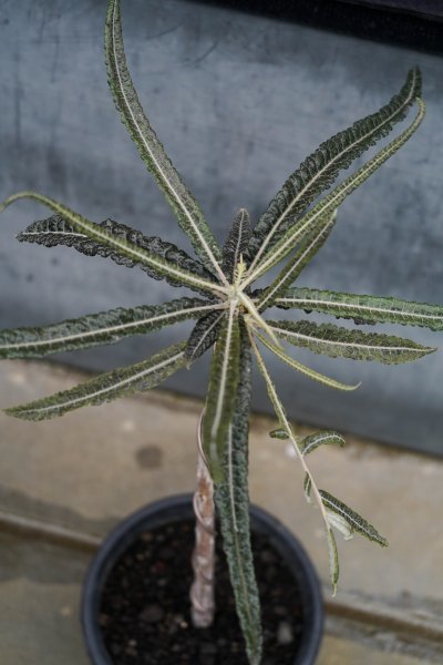 ◎超特大コレクション Boswellia elongata ボスウェリア・エロンガータ 長期栽培株 秘境 ソコトラ島 葉性抜群 コーデックス 塊根植物 6