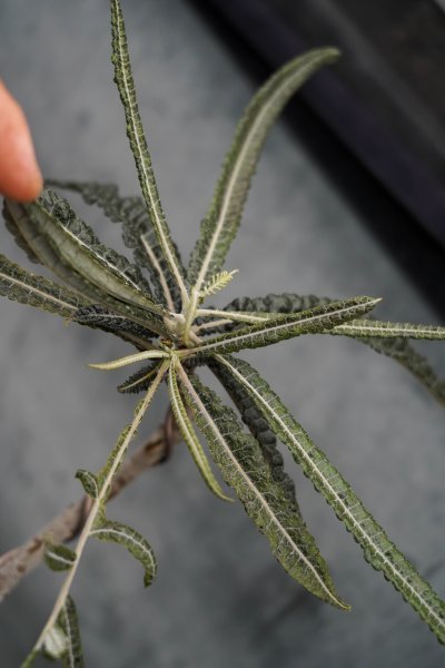 ◎超特大コレクション Boswellia elongata ボスウェリア・エロンガータ 長期栽培株 秘境 ソコトラ島 葉性抜群 コーデックス 塊根植物 3