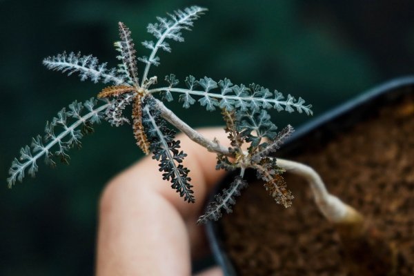 ◎希少コレクション Boswellia socotrana ボスウェリア ◎希少コレクション Boswellia socotrana ボスウェリア
