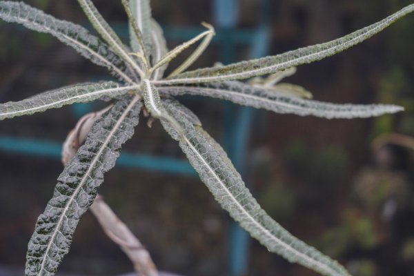 ◎超特大コレクション Boswellia elongata ボスウェリア・エロンガータ 長期栽培株 秘境 ソコトラ島 葉性抜群 コーデックス 塊根植物 2