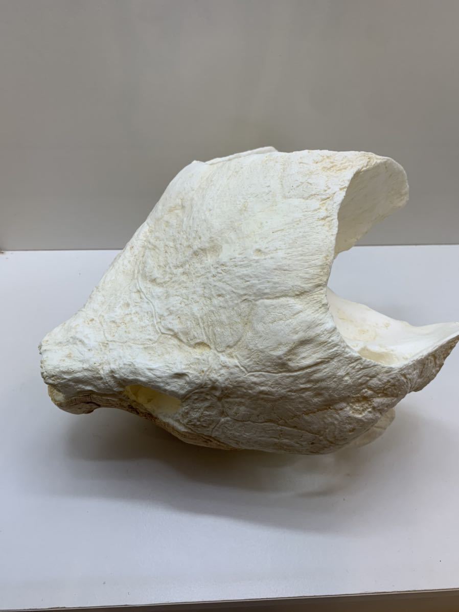 ワニガメ 頭骨標本 オス | normanhubbard.com