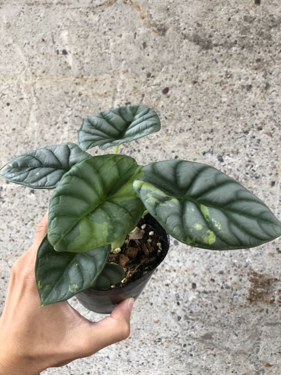ギフト】 極斑 アロカシア シルバードラゴン var. 斑入り 植物/観葉