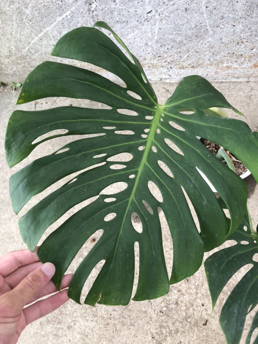 希少】モンステラ ''マクロコズム''/monstera ''macrocosm