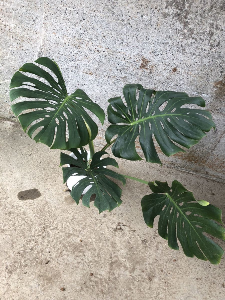 希少】モンステラ ''マクロコズム''/monstera ''macrocosm