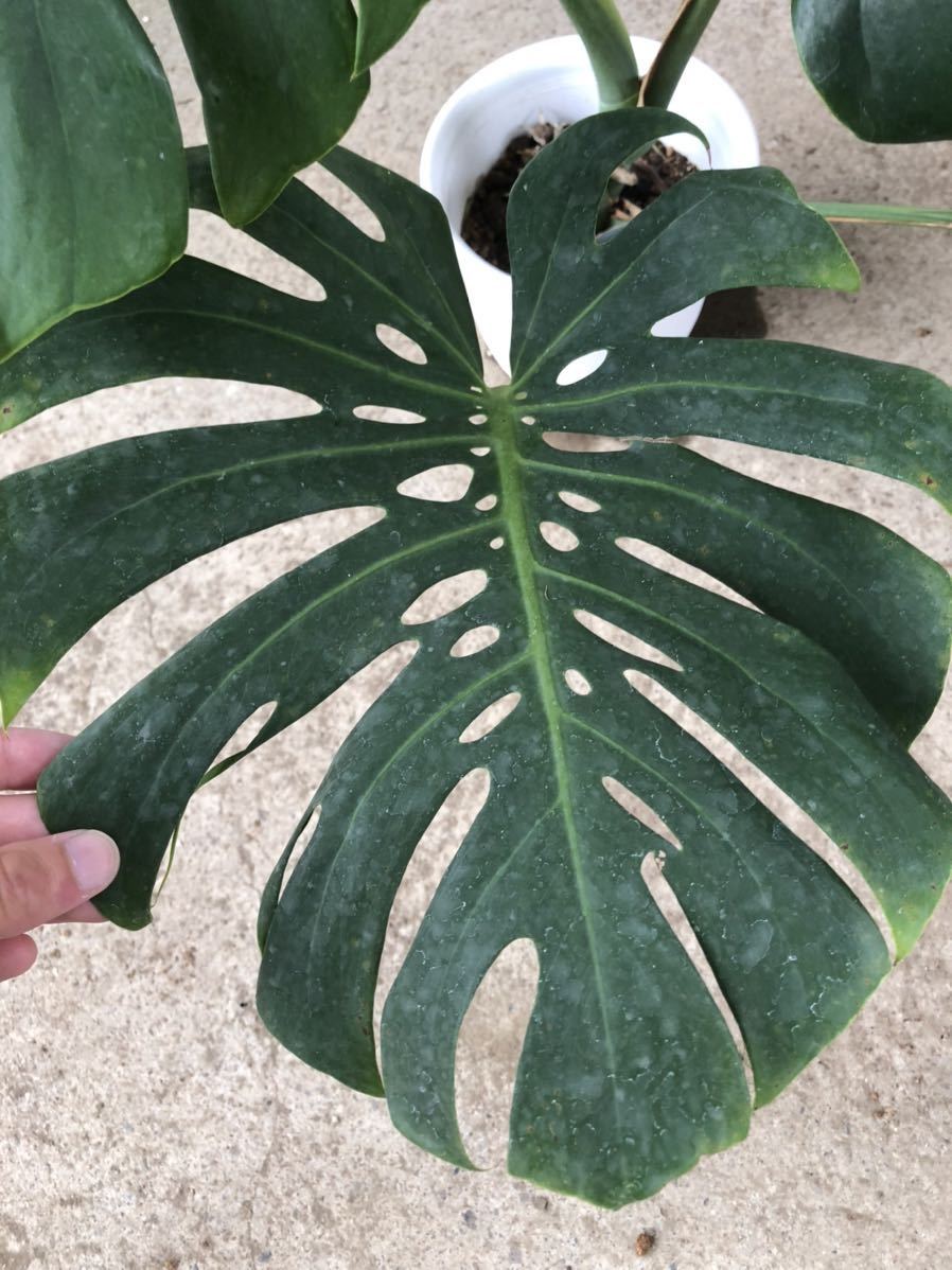 希少】モンステラ ''マクロコズム''/monstera ''macrocosm