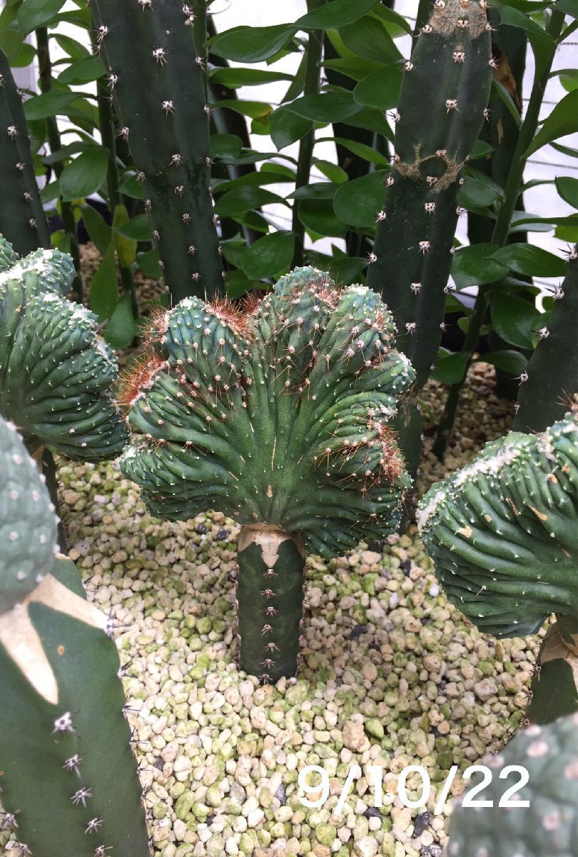 仙人掌 柱サボテン 雷神閣 綴化*Polaskia chichipe f. crist 仙人掌 柱サボテン 雷神閣 綴化*Polaskia chichipe f. crist