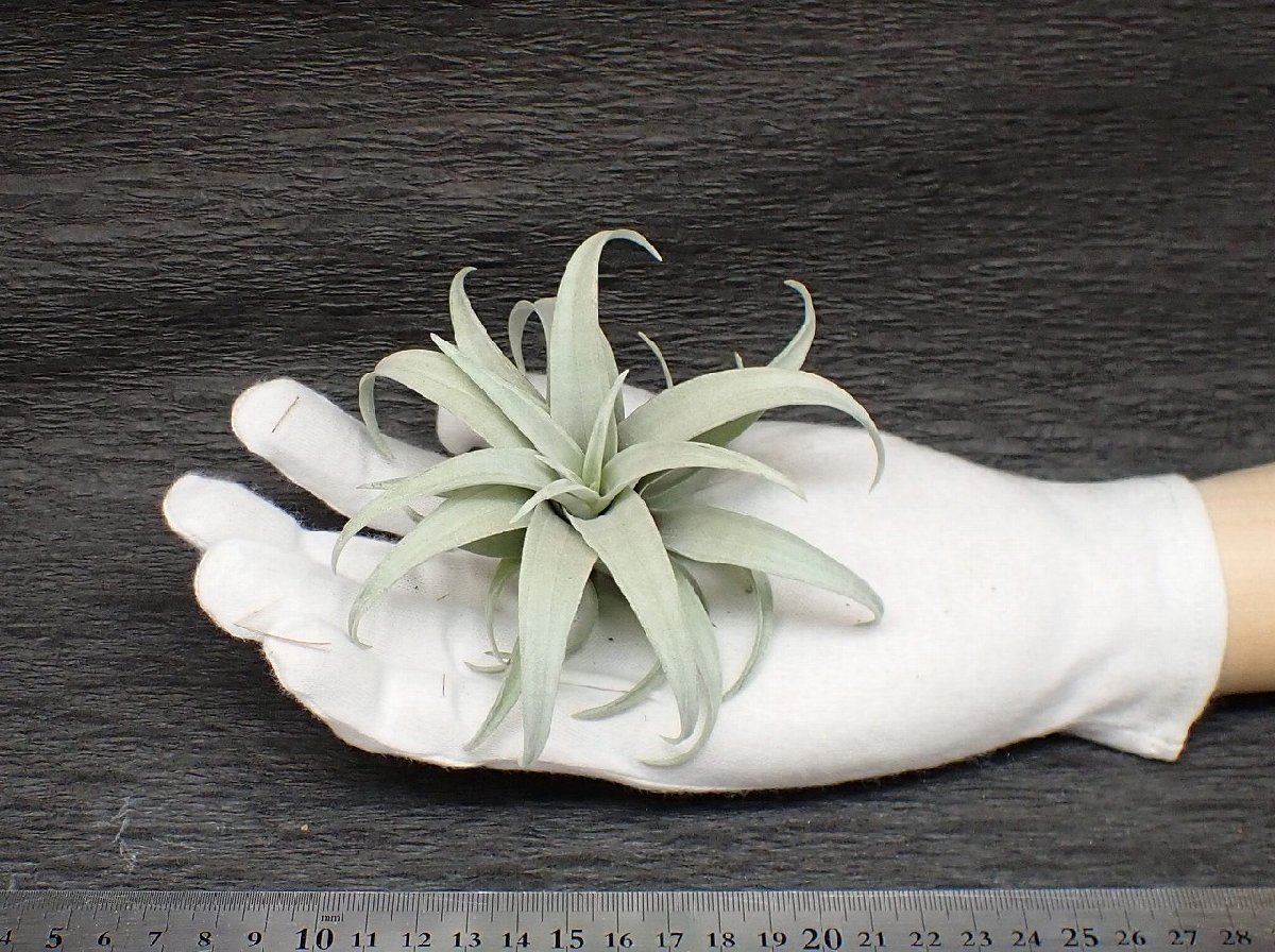 Tillandsia capitata 'Yellow Star' チランジア・カピタータ イエロースター★エアプランツEP★第四種送料無料★税別1円～!!_画像1