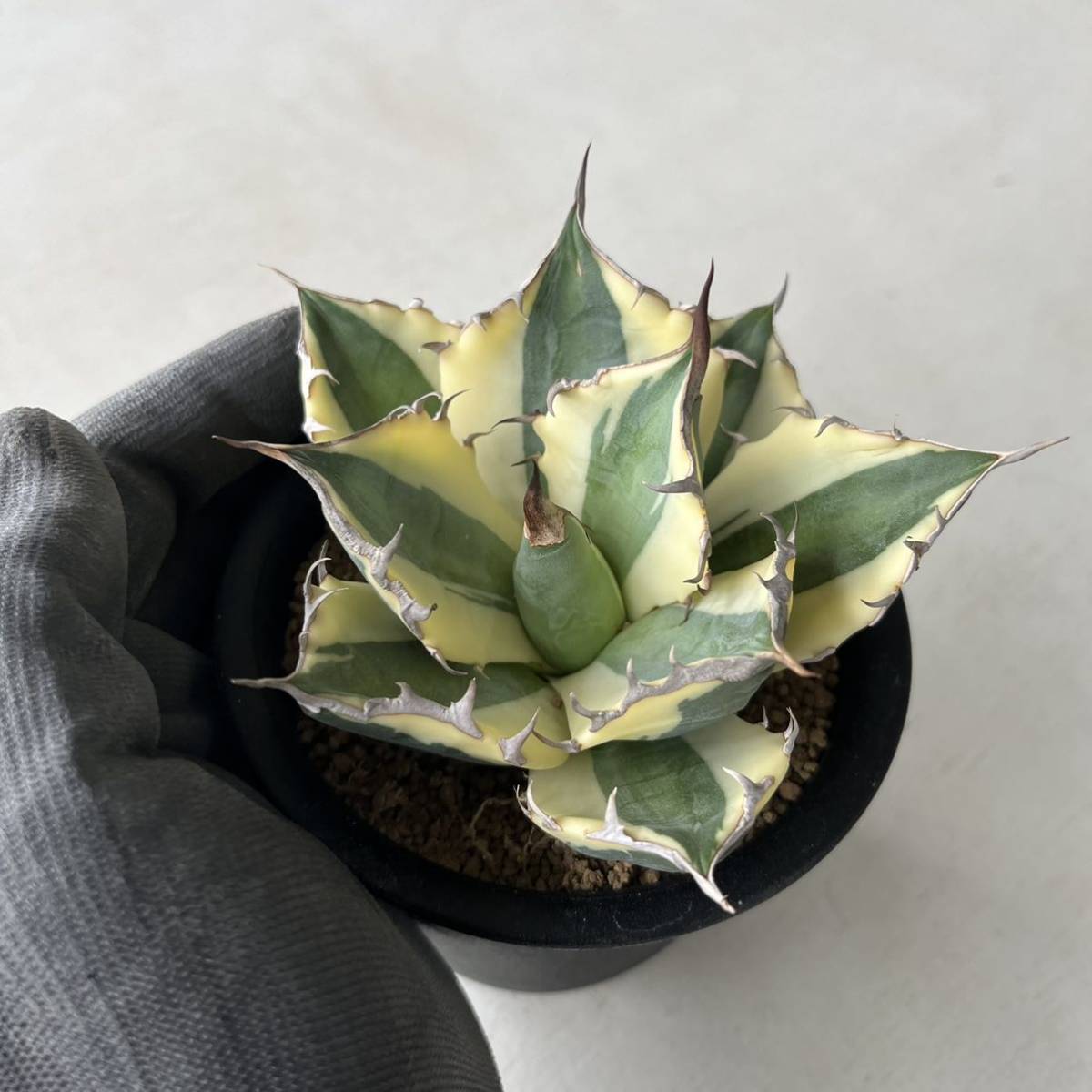 現品 発根済み US輸入株 Agave Titanota Snaggle Tooth アガベ
