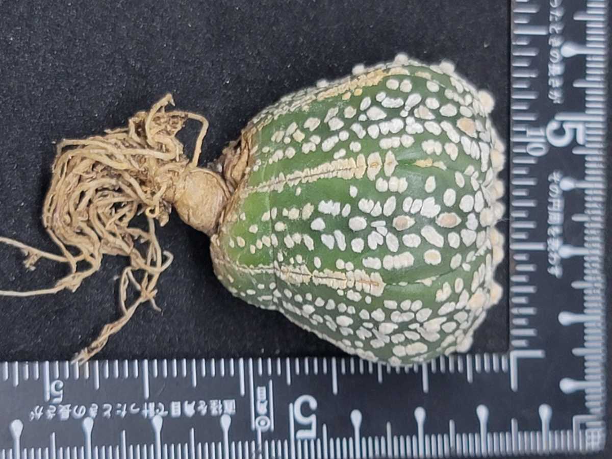 〈b80〉Astrophytum asterias アストロフィツム　スーパー兜 Vタイプ 兜丸　タイ産(多肉植物 塊根植物 恩塚 ヘキラン コーデックス)　_画像4