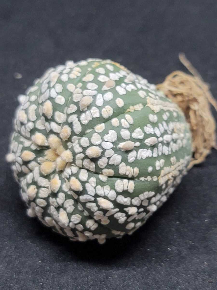 〈b80〉Astrophytum asterias アストロフィツム　スーパー兜 Vタイプ 兜丸　タイ産(多肉植物 塊根植物 恩塚 ヘキラン コーデックス)　_画像2