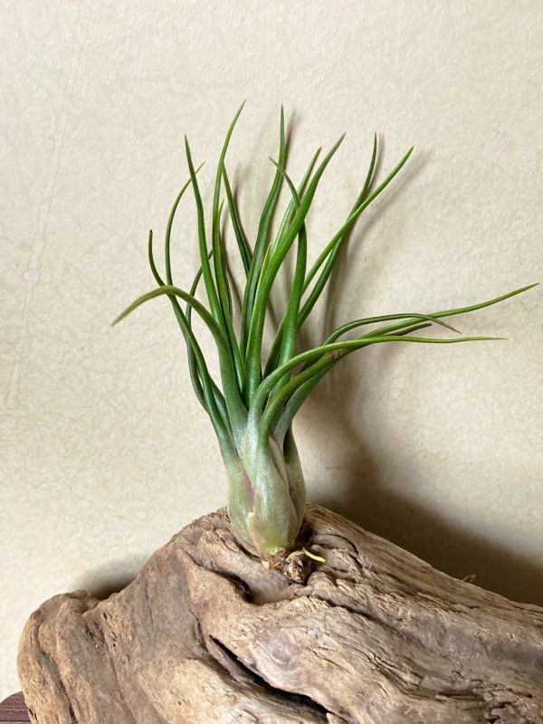 [Frontier Plants][ reality goods ]chi Ran jia*jo L T. Joel (T. bulbosa X T. ionantha)[C]brome rear air plant 