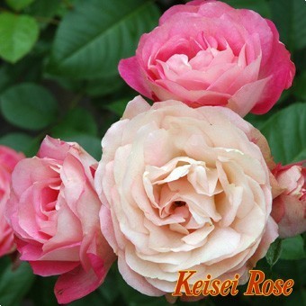 * rose seedling *F*a black Police romance TIKKA (R) *.. rose as . possible to use! 6 number capital .