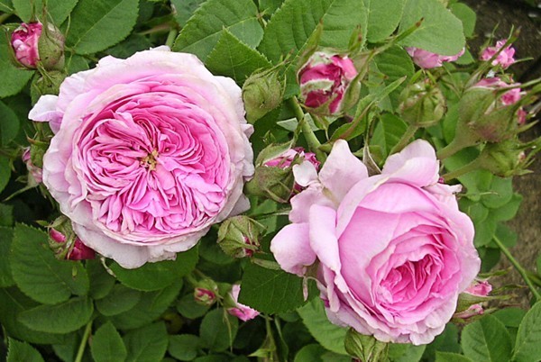 * rose seedling *A*so feed uba vi e-ru* stock . flower .. crack.! 6 number 
