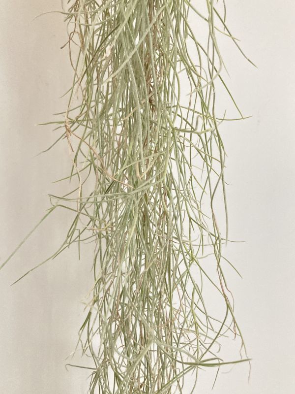 1957 Tillandsia usneoides var. Capellini ティランジア ウスネオイデス var. カッペリーニ 第四種郵便無料 エアープランツ チランジア_画像1